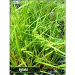 Carex pseudocyperus - Turzyca nibyciborowata - wys. 40-100, kw. 5/7 FOTO  
