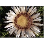 Carlina acaulis ssp. Simplex - Dziewięćsił bezłodygowy Simplex - srebrno-biały, wys. 50, kw. 7/9 C0,5