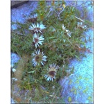Carlina acaulis ssp. Simplex - Dziewięćsił bezłodygowy Simplex - srebrno-biały, wys. 50, kw. 7/9 FOTO