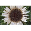 Carlina acaulis ssp. Simplex - Dziewięćsił bezłodygowy Simplex - srebrno-biały, wys. 50, kw. 7/9 C1,5 xxxy