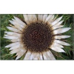 Carlina acaulis ssp. Simplex - Dziewięćsił bezłodygowy Simplex - srebrno-biały, wys. 50, kw. 7/9 C1,5 xxxy