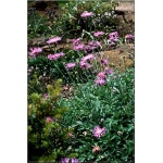 Centaurea bella - Chaber nadobny - różowy, wys 20, kw 6 FOTO