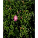 Centaurea dealbata - Chaber białawy - różowy, wys 70, kw 5/7 FOTO