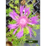 Centaurea dealbata - Chaber białawy - różowy, wys 70, kw 5/7 C0,5