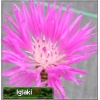 Centaurea dealbata - Chaber białawy - różowy, wys 70, kw 5/7 C2 xxxy