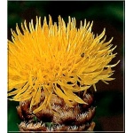 Centaurea Macrocephala - Chaber Wielkogłówkowy - żółty, wys. 150, kw 7/8 FOTO 