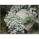 Cerastium biebersteinii - Rogownica Biebersteina - szerokolistna, biała srebrny liść, wys 20, kw 6/7 FOTO