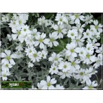 Cerastium biebersteinii - Rogownica Biebersteina - szerokolistna, biała srebrny liść, wys 20, kw 6/7 FOTO