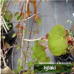 Cercidiphyllum japonicum - Grujecznik japoński c2