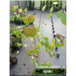 Cercidiphyllum japonicum - Grujecznik japoński c2