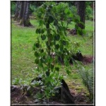 Cercidiphyllum japonicum Pendulum - Grujecznik japoński Pendulum FOTO 