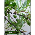 Cercidiphyllum japonicum Pendulum - Grujecznik japoński Pendulum FOTO 