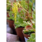 Chiastophyllum oppositifolium - Chiastofil naprzeciwlistny - żółty, wys 15, kw 6/7 FOTO