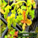 Chiastophyllum oppositifolium - Chiastofil naprzeciwlistny - żółty, wys 15, kw 6/7 FOTO