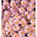Chrysanthemum arcticum Roseum - Złocień arktyczny Roseum - różowy, wys 40, kw 9/10 C0,5