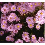 Chrysanthemum arcticum Roseum - Złocień arktyczny Roseum - różowy, wys 40, kw 9/10 FOTO