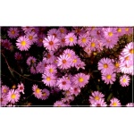 Chrysanthemum arcticum Roseum - Złocień arktyczny Roseum - różowy, wys 40, kw 9/10 FOTO