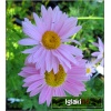 Chrysanthemum coccineum Robinson Pink - Złocień różowy Robinson Pink - różowe, wys. 90, kw 6-8/9 C0,5
