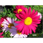 Chrysanthemum coccineum Robinson Pink - Złocień różowy Robinson Pink - różowe, wys. 90, kw 6-8/9 C0,5