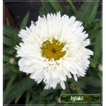 Chrysanthemum maximum Laspider - Złocień wielki Laspider - białe, wys. 40, kw. 6/10 FOTO