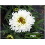 Chrysanthemum maximum Laspider - Złocień wielki Laspider - białe, wys. 40, kw. 6/10 FOTO