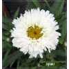 Chrysanthemum maximum Laspider - Złocień wielki Laspider - białe, wys. 40, kw. 6/10 C0,5 P