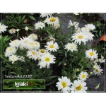 Chrysanthemum maximum Snowdrift - Złocień wielki Snowdrift - biały, wys. 70, kw 6-8/9 FOTO 