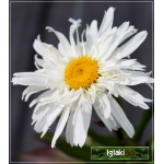 Chrysanthemum maximum Snowdrift - Złocień wielki Snowdrift - biały, wys. 70, kw 6-8/9 FOTO 