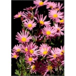 Chrysanthemum Rubellum Clara Curtis - Złocień czerwonawy Clara Curtis - różowy, wys 70, kw 8/9 C0,5