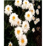 Chrysanthemum superbum Crazy Daisy - Złocień wielki Crazy Daisy - biały FOTO
