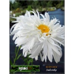 Chrysanthemum superbum Crazy Daisy - Złocień wielki Crazy Daisy - biały FOTO