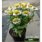 Chrysanthemum superbum Lacrosse - Złocień wielki Lacrosse - białe, wys. 30, kw. 6/9 FOTO