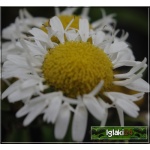 Chrysanthemum superbum Lacrosse - Złocień wielki Lacrosse - białe, wys. 30, kw. 6/9 FOTO