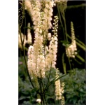 Cimicifuga dahurica - Świecznica dahurska - białe, wys. 200,  kw 9/10 FOTO 
