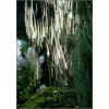 Cimicifuga racemosa cordifolia - Świecznica sercolistna - białe, wys. 100, kw 8/10 C0,5 zzzz xxxy