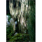 Cimicifuga racemosa cordifolia - Świecznica sercolistna - białe, wys. 100, kw 8/10 FOTO 