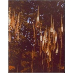 Cimicifuga racemosa cordifolia - Świecznica sercolistna - białe, wys. 100, kw 8/10 FOTO 