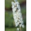Cimicifuga ramosa - Świecznica gałęzista - Pluskwica groniasta - białe, wys. 200, kw 8/10 C0,5 xxxy