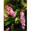 Clethra alnifolia Pink Spire - Orszelina zwyczajna Pink Spire - różowe FOTO
