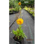 Coreopsis Grandiflora Early Sunray - Nachyłek wielkokwiatowy Early Sunray - żółty półpełny, wys 50, kw 6/8 C0,5
