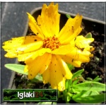 Coreopsis grandiflora Presto - Nachyłek wielkokwiatowy Presto - półpełne żółte, wys. 30, kw 6/9 C0,5