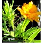 Coreopsis grandiflora Presto - Nachyłek wielkokwiatowy Presto - półpełne żółte, wys. 30, kw 6/9 FOTO