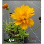 Coreopsis grandiflora Presto - Nachyłek wielkokwiatowy Presto - półpełne żółte, wys. 30, kw 6/9 FOTO