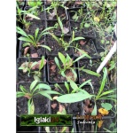 Coreopsis grandiflora Presto - Nachyłek wielkokwiatowy Presto - półpełne żółte, wys. 30, kw 6/9 C0,5