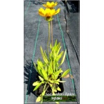 Coreopsis grandiflora Sonnenkind - Nachyłek wielkokwiatowy Sonnenkind - żółte, wys. 40, kw 6/9 FOTO