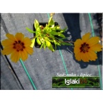 Coreopsis grandiflora Sonnenkind - Nachyłek wielkokwiatowy Sonnenkind - żółte, wys. 40, kw 6/9 FOTO