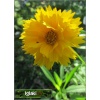 Coreopsis grandiflora Sunray - Nachyłek wielkokwiatowy Sunray - żółty pełny, wys 50, kw 6/8 C2 xxxy