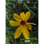 Coreopsis hybrid Imperial Sun - Nachyłek mieszańcowy Imperial Sun - żółty, wys. 60,  kw 6/10 FOTO