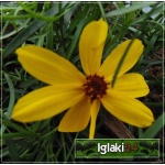 Coreopsis hybrid Imperial Sun - Nachyłek mieszańcowy Imperial Sun - żółty, wys. 60,  kw 6/10 FOTO