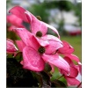 Cornus kousa Satomi - Dereń kousa Satomi - różowe FOTO